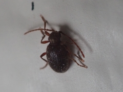 Ptininae