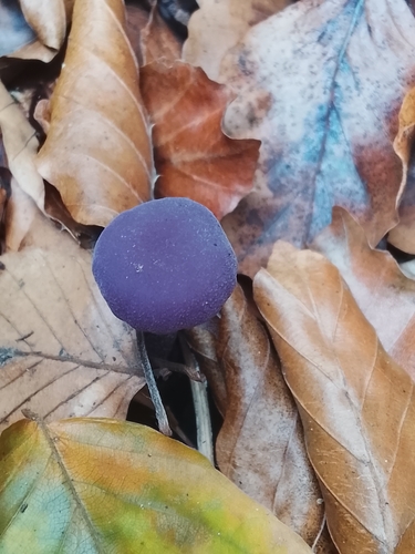 Amethyst Deceiver