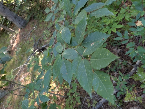 Fagus grandifolia, photograph 5