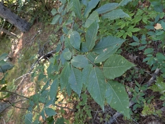 Fagus grandifolia, photograph (c) Nick Kleinschmidt, some rights reserved (CC BY)