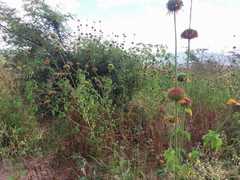Leonotis nepetifolia