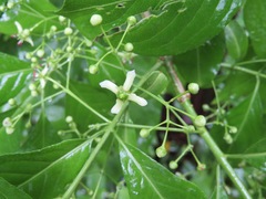 Euonymus hamiltonianus sieboldianus