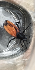 Mydas xanthopterus