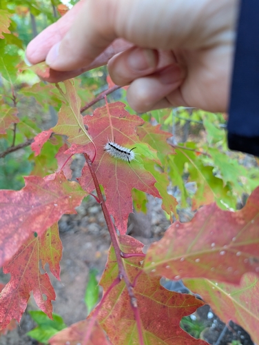 Hickory Tussock Moth