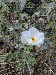 Argemone polyanthemos