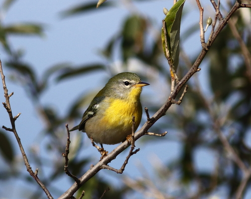 Northern Parula