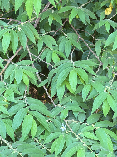 calabur tree