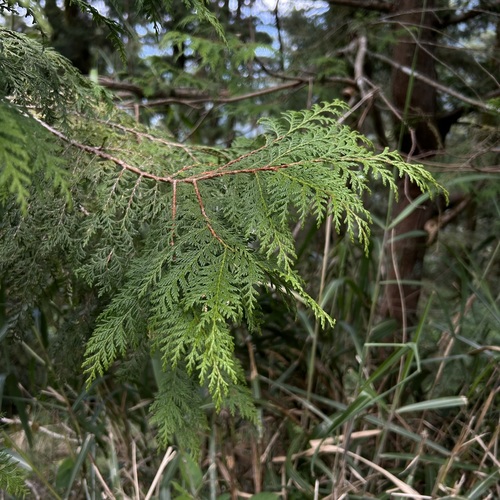 Chamaecyparis formosensis, 2026-09-25