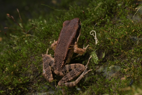 LaTouche's Frog