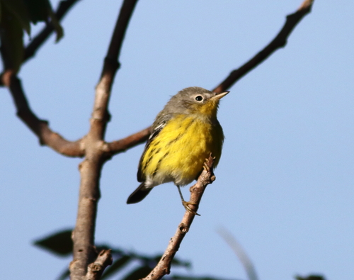 Magnolia Warbler