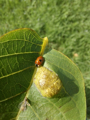 Two-spotted Lady Beetle