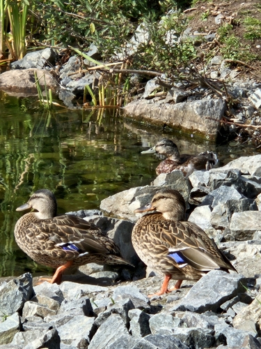 Mallard