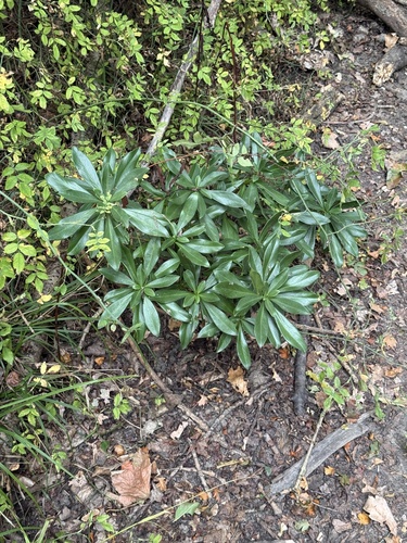 Spurge-laurel