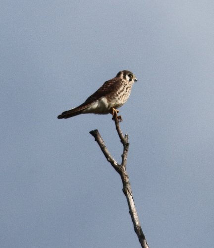 American Kestrel