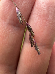 Tridens flavus, photograph (c) Peter Quakenbush, some rights reserved (CC BY)