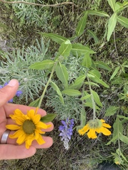 Wyethia amplexicaulis