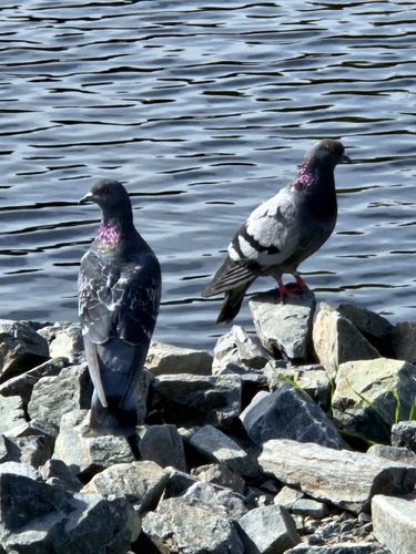 Rock Pigeon