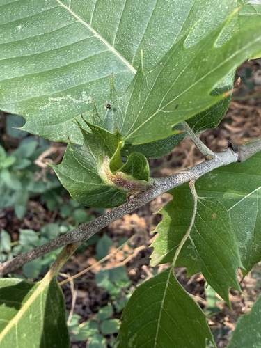 Asian Chestnut Gall Wasp