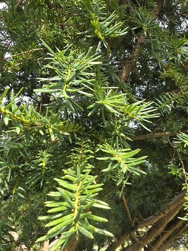 common yew