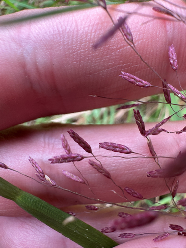 Eragrostis spectabilis, photograph 4