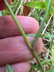Eragrostis spectabilis, photograph (c) Peter Quakenbush, some rights reserved (CC BY)