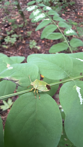 Green Shield Bug