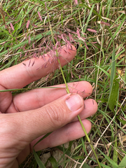 Eragrostis spectabilis, photograph (c) Peter Quakenbush, some rights reserved (CC BY)