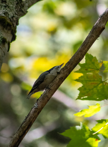 White-breasted Nuthatch