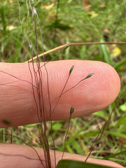 Digitaria cognata