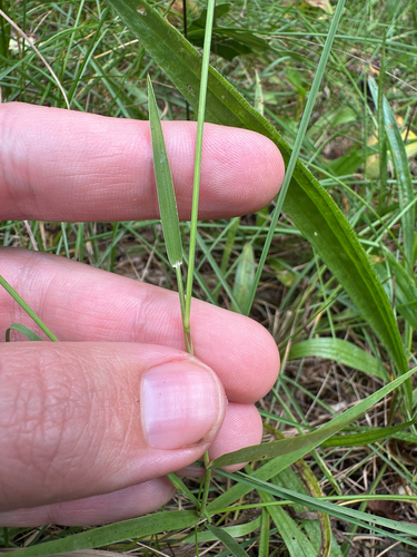 Digitaria cognata, photograph 3