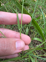 Digitaria cognata, photograph (c) Peter Quakenbush, some rights reserved (CC BY)