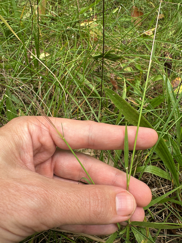 Digitaria cognata, photograph 4