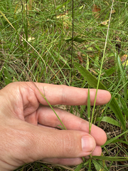 Digitaria cognata, photograph (c) Peter Quakenbush, some rights reserved (CC BY)