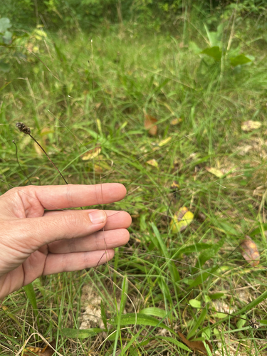 Digitaria cognata, photograph 2
