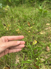 Digitaria cognata, photograph (c) Peter Quakenbush, some rights reserved (CC BY)