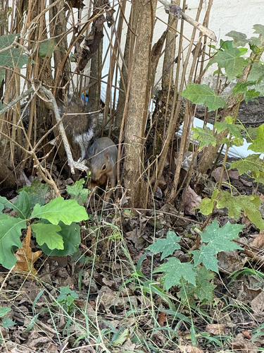 Eastern Gray Squirrel