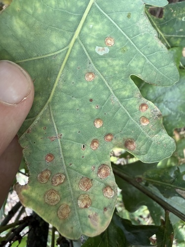 Common Spangle Gall Wasp