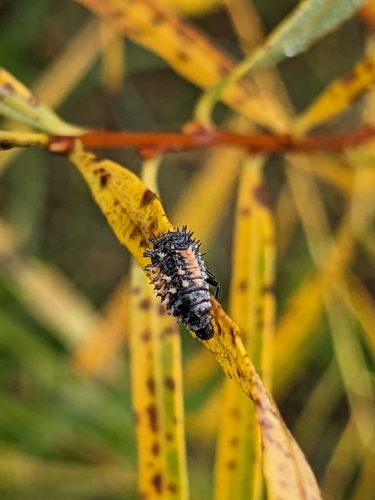 Asian Lady Beetle