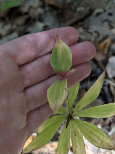 Medeola virginiana, photograph 6