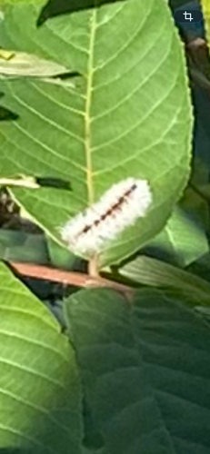 Hickory Tussock Moth