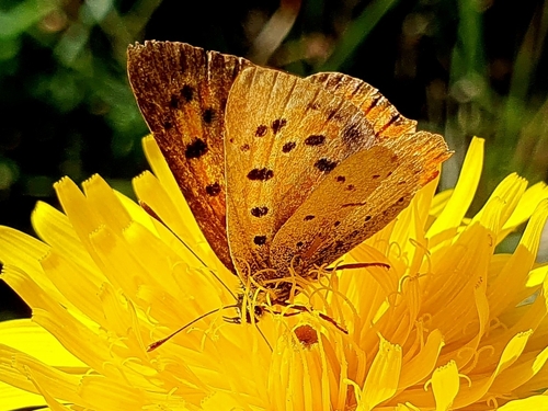 Small Copper