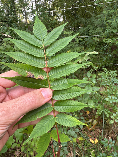 staghorn sumac