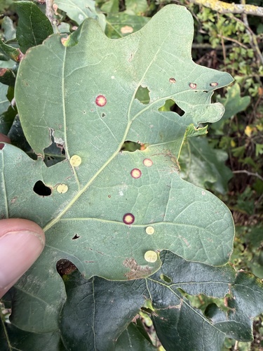 Smooth Spangle Gall Wasp
