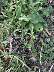 Centaurea nigra