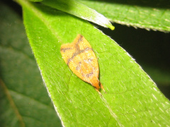 Periacma delegata