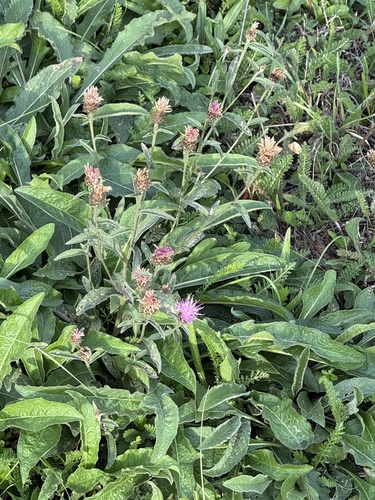 Centaurea nigra, photograph 2