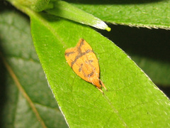 Periacma delegata