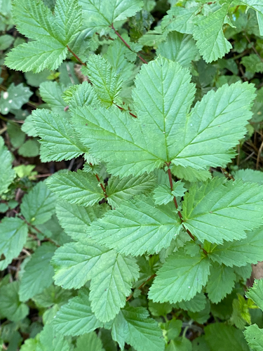 Meadowsweet