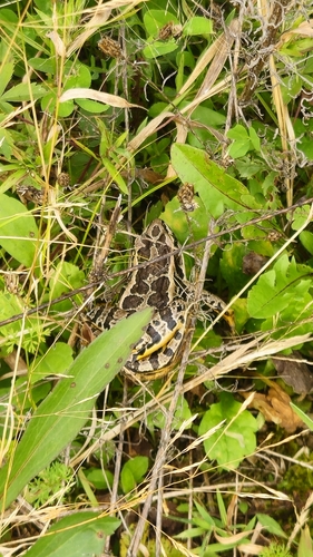 Pickerel Frog