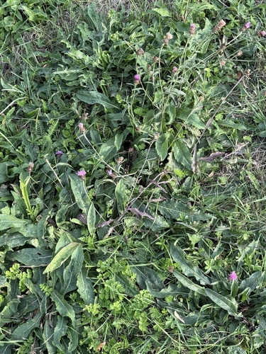 Centaurea nigra, photograph 3
